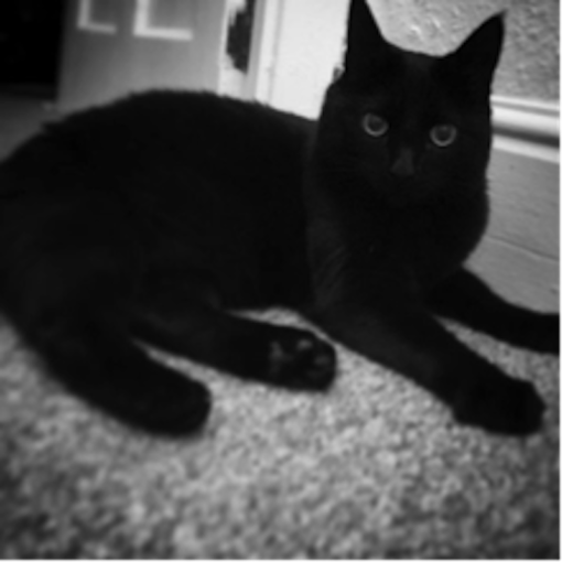 Tonks the cat