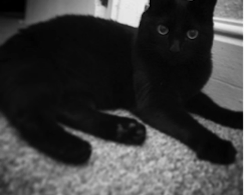 Tonks the cat